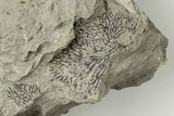 Plate Of Graptolite Fossils - Rochester Shale, NY #203265-1